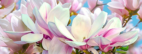 Магнолия в саду: особенности выращивания