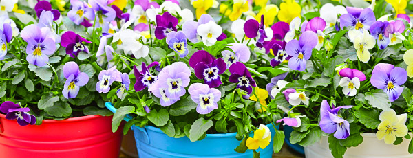 Многолетники, которые зацветают в первый год после посадки