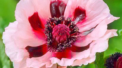 Многолетний восточный мак – обзор новых сортов