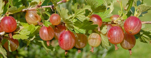 Новичкам: как правильно обрезать крыжовник осенью