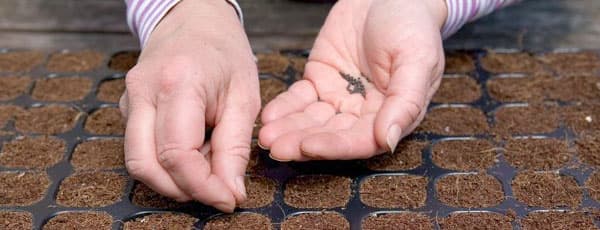 Обработка семян перед посевом: цели, способы, препараты