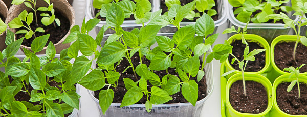 Обработка семян перед посевом – самые эффективные способы