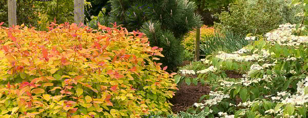 Обрезка спиреи: как сделать из цветущего куста идеальный шар