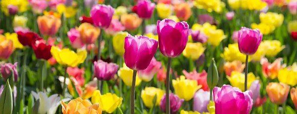 Описание сортов тюльпанов – подробная классификация