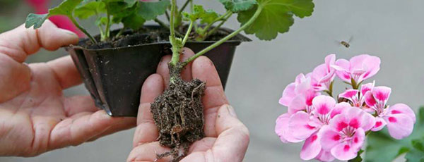 Пеларгония из семян — легко!