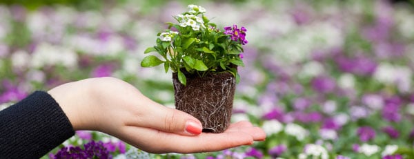 Перевалка — лучший щадящий способ пересадки растений