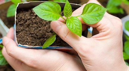 Пикируем рассаду томатов и перца правильно