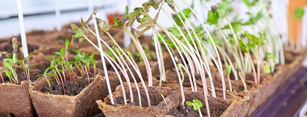 Почему рассада вытягивается и как это исправить