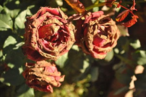 Почему вянут листья розы? - ответы экспертов natali-fashion.ru