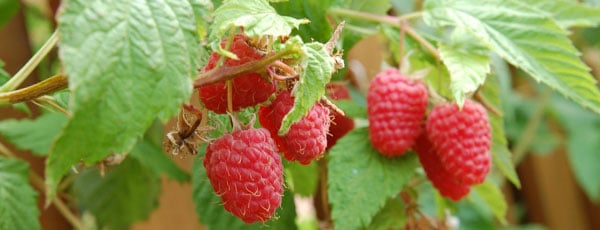 Пора сажать! Сроки и правила посадки малины осенью