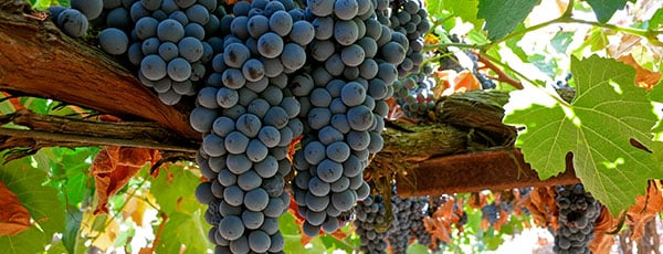 Посадка винограда осенью и уход за молодыми саженцами