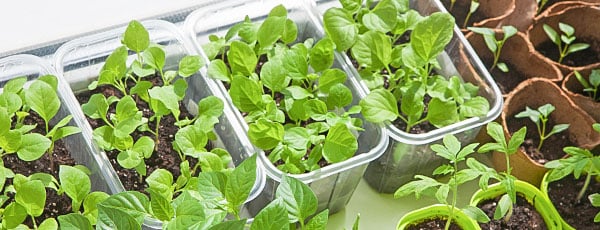 Посев семян в кипяток – шоковый метод получения крепкой рассады