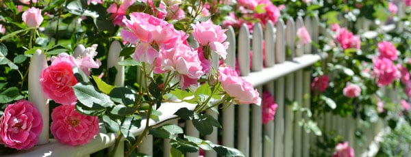 Правильная посадка роз осенью – залог пышного цветения в следующем сезоне