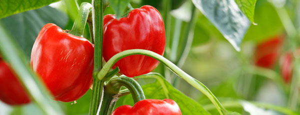 Правильное формирование перца: пошаговая инструкция