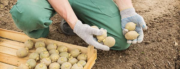 Ранний картофель – какой сорт выбрать и как посадить