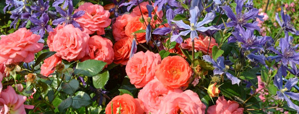 Розы и клематисы: как создать гармоничный дуэт