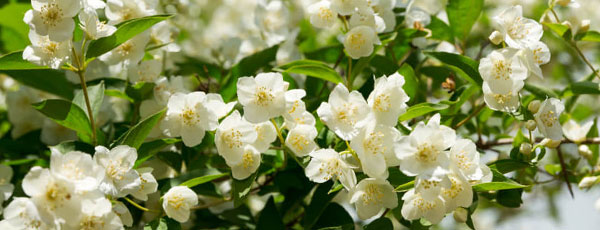 Садовый жасмин (чубушник): ароматное облако в саду