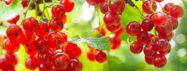 Сажаем смородину осенью: секреты хорошей приживаемости