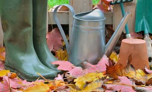 Сезонные работы в саду и огороде в ноябре