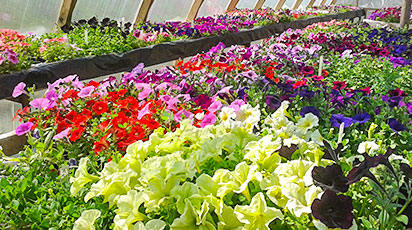 Способы стратификации семян – дома и на дачном участке