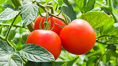 Томаты – от посева на рассаду до высадки в открытый грунт