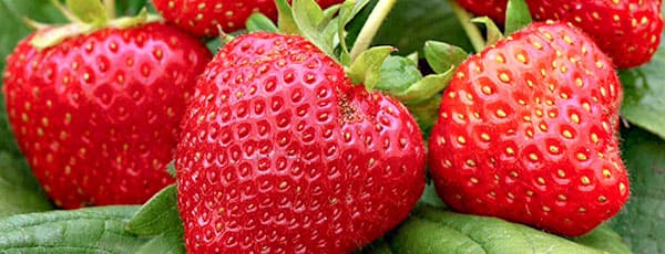 ТОП-7 лучших ультраранних сортов земляники - Беккер.Бу ТОП-7 лучших ультраранних сортов земляники
