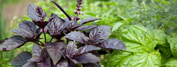 ТОП-9 ароматных и лечебных трав для вашего сада