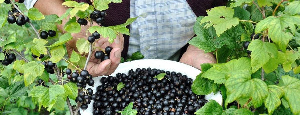 Удобряем кустарники: календарь подкормок ягодных культур