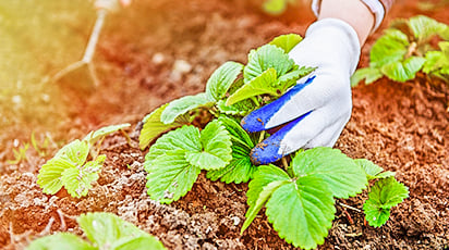 Уход за клубникой по месяцам: годовой план работ