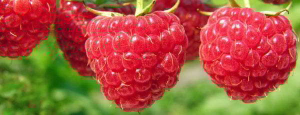 Уход за малиной весной: от выбора сорта до урожая