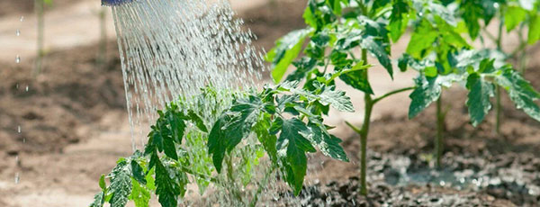 Уход за томатами в июне в открытом грунте и в теплицах