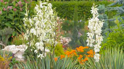 Юкка – тропический экзот для вашего сада