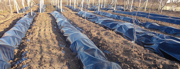 Важные советы: как сохранить саженцы до весны