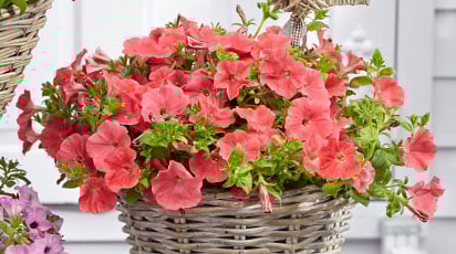 Виды петуний – красивые сорта для кашпо и вертикального озеленения