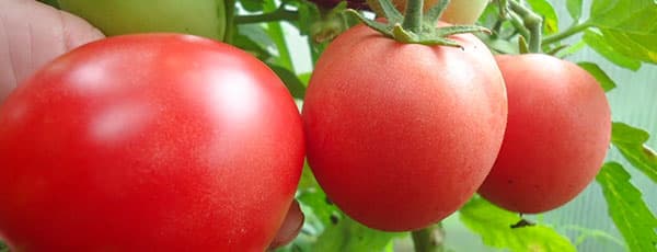 Выращиваем сверхурожайные томаты