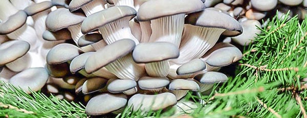 Как выращивать грибы из мицелия в домашних условиях