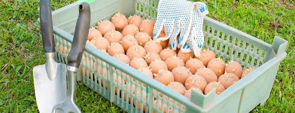 Зачем нужна яровизация картофеля и как ее проводить
