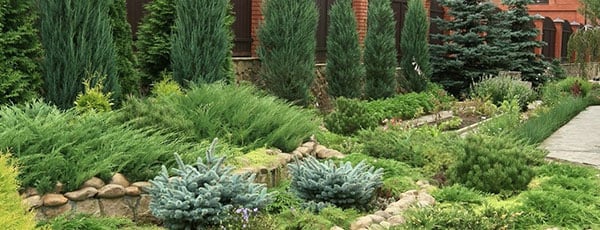 Зеленые легкие сада: посадка хвойных растений осенью