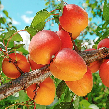 Абрикос
