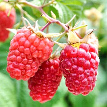 Малина крупноплодная