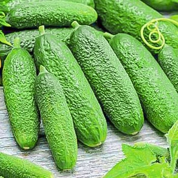 Огурец партенокарпический (самоопыляемый)