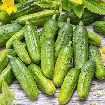 Огурец пчелоопыляемый