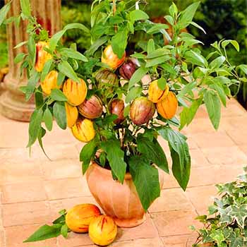 Пепино (дынная груша)