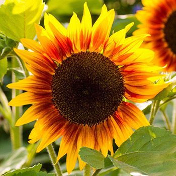 Подсолнечник