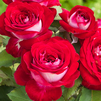 Розы чайно-гибридные