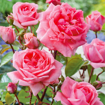 Розы флорибунда