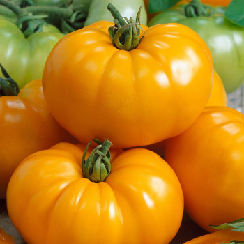 Томат полудетерминантный