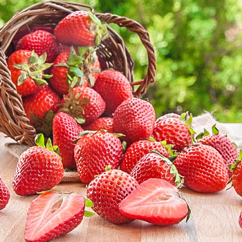 Земляника крупноплодная