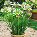 Агапантус Вайт изображение 2 артикул 76158