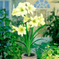 Амариллис Лимон Лайм изображение 2 артикул 4311